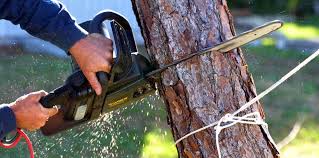 Organic Lawn Care Solutions in Mount Olive, NC