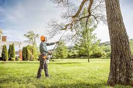 Best Tree Preservation Services  in Mount Olive, NC