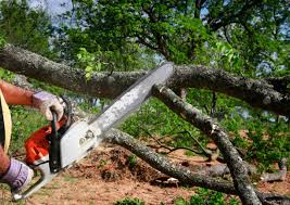 Best Tree Disease Treatment  in Mount Olive, NC