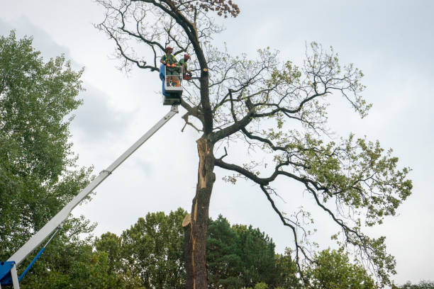 Best Storm Damage Tree Cleanup  in Mount Olive, NC